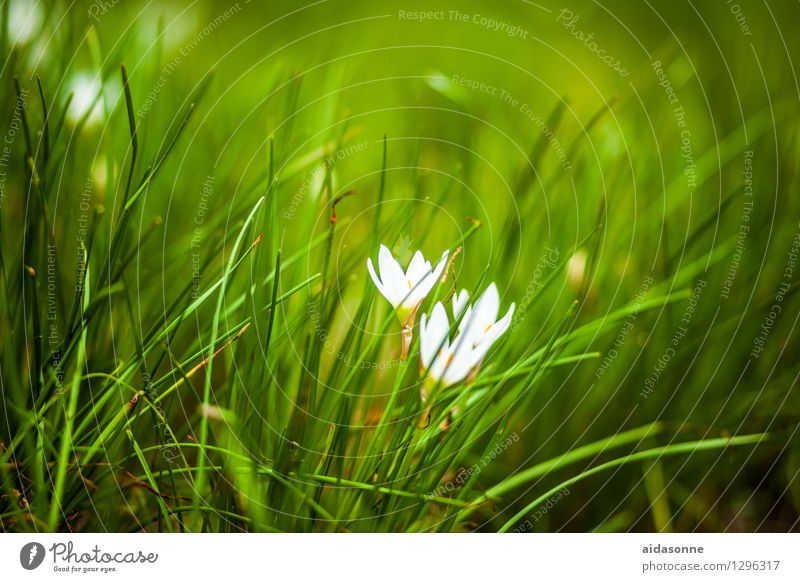 autumnless Nature Plant Summer Flower Meadow saffron Contentment Attentive Serene Calm Garden China Colour photo Exterior shot Deserted Day Sunlight