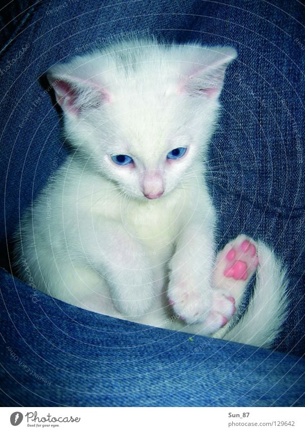 Zoe in the lap Cat White Small Diminutive Pet Animal Paw Pelt Tails Mammal pussy Jeans shot Patch Ear