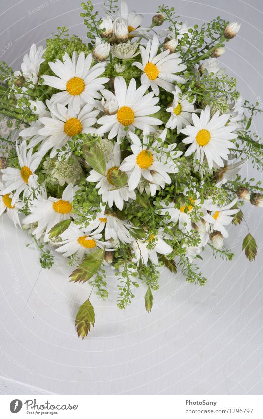 Wild Flower Bouquet IV Style Marguerite Meadow flower Beautiful Colour photo Interior shot Studio shot Detail Deserted Copy Space bottom Artificial light