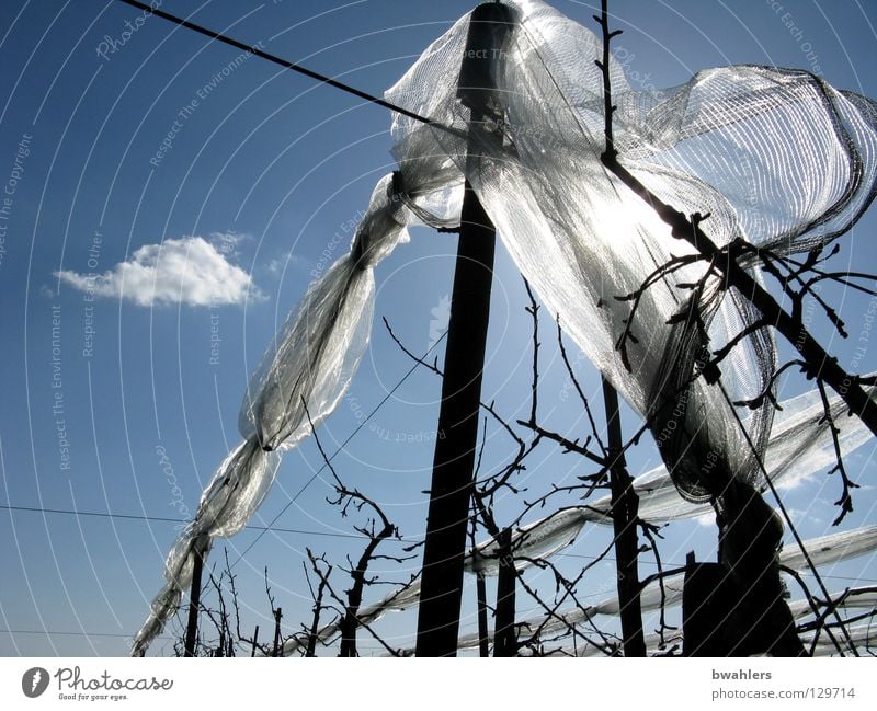 networked trees Tree Apple tree Plantation Clouds Rod Wire White Apple plantation Back-light tree nets hail nets Sky Blue Branch Net Sun