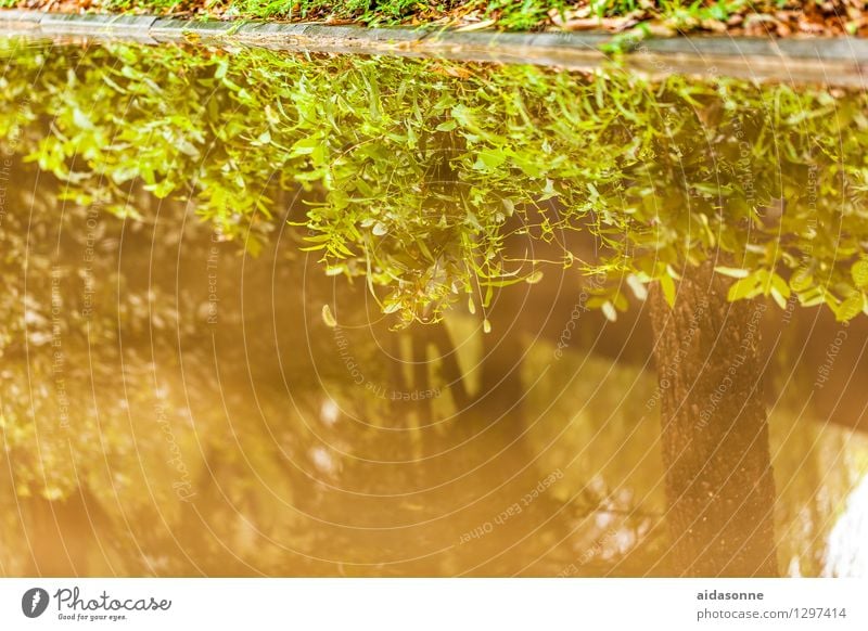 puddle Summer Weather Pond Relaxation Mysterious Environment Water Reflection Coast Lake China Plant Mirror image Colour photo Exterior shot Deserted Day