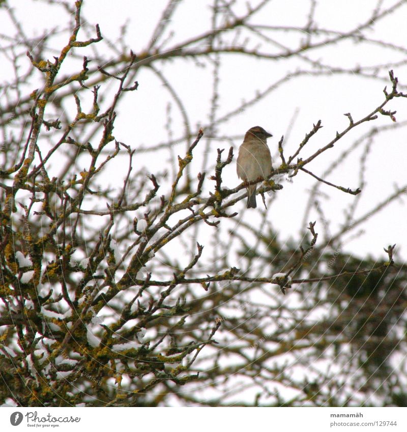 Spring bird 1 Bird Winter Cold Loneliness Tree Chirping Snow Branch Sit Whistle