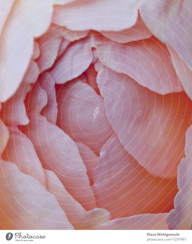 unfolding Summer Rose Blossom Garden Park Blossoming Fragrance Eroticism Exotic Pink Delicate beguiling Feminine Colour photo Exterior shot Close-up Detail