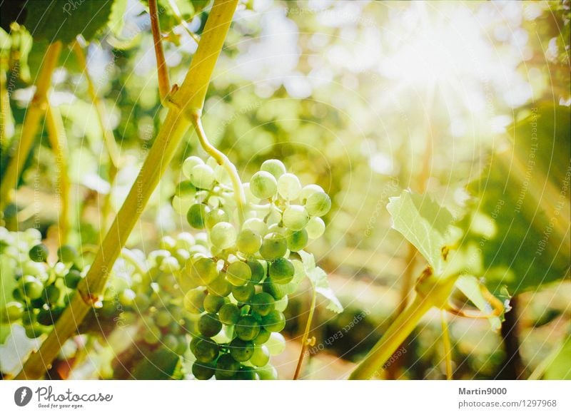 Golden autumn in the vineyard Wine Sunlight Beautiful weather Plant Growth Yellow Green Vine Colour photo Exterior shot Copy Space top Day Evening Light Sunbeam