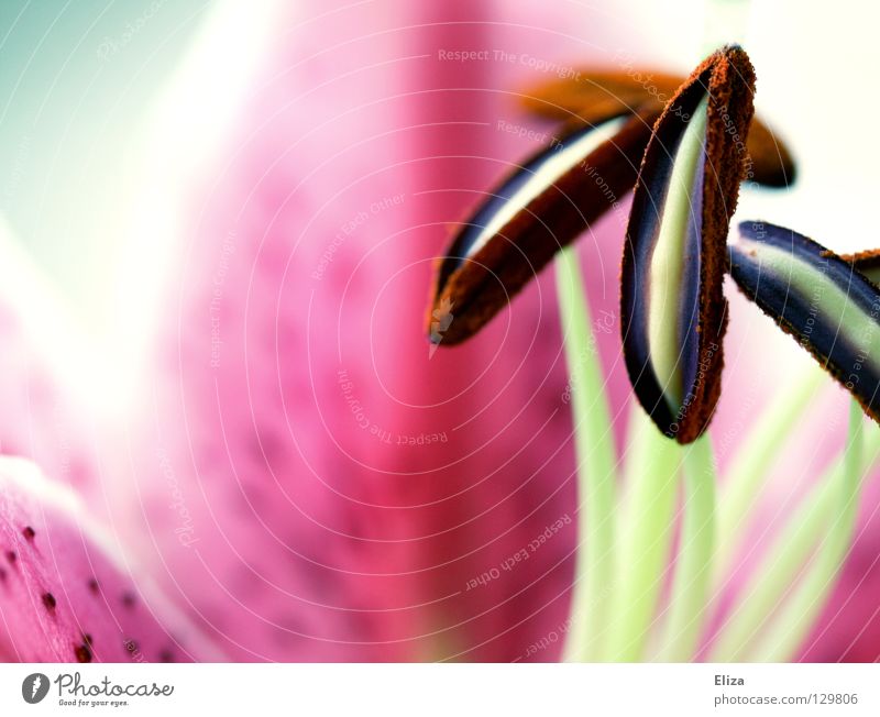 Close-up of a lily blossom Spring Summer Lily Flower Macro (Extreme close-up) Lily plants Pink Fruity Blossom Sámen pretty Bouquet Vase Near Easy Soft Delicate