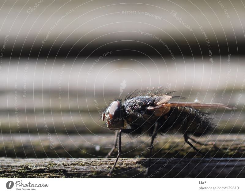 stopover Mosquitos Insect Compound eye Biology Small Crawl Stripe Near Plagues Nuisance Macro (Extreme close-up) Close-up Fly Wing Flying Aviation Sit Wait