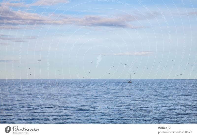 Fishing boat returns from fang Seagull Gull birds Flock Maritime Blue Homesickness Expectation Nature Environment Ocean Sky blue Sea water Fisherman Bird