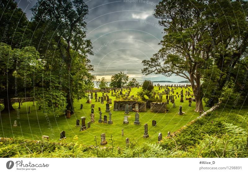 Old Scottish cemetery Culture Nature Landscape Clouds Storm clouds Plant Tree Grass Bushes Moss Fern Gairloch Scotland Europe Village Ruin Park Wall (barrier)