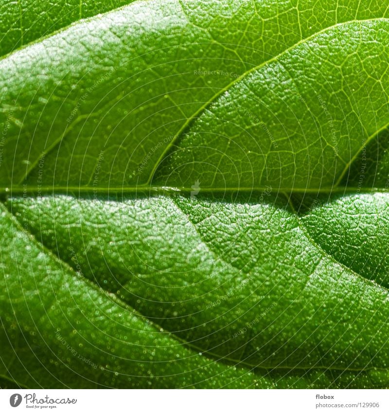 leaf case Leaf Green Fresh Nature Spring Summer Plant Photosynthesis Botany Part of the plant Verdant Ecological Environment Vessel Growth Synthesis