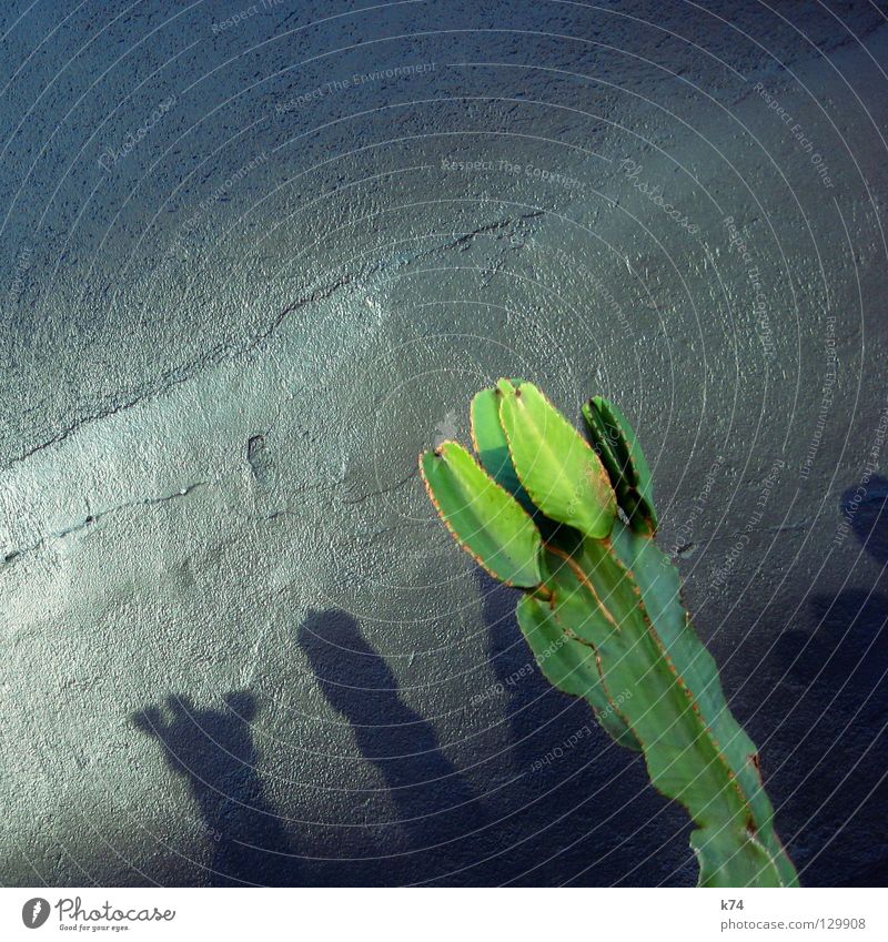 cactus Cactus Plant Green Gray Wall (building) Plaster Glittering Mexico Desert Silver Shadow Deception reflection