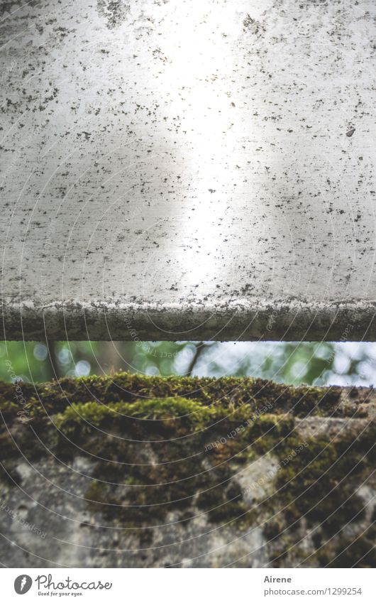 0815 AST | from under the bridge Plant Climate change Moss Deserted Bridge Bridge railing Street Concrete Slit Column Firm Gray Green Claustrophobia