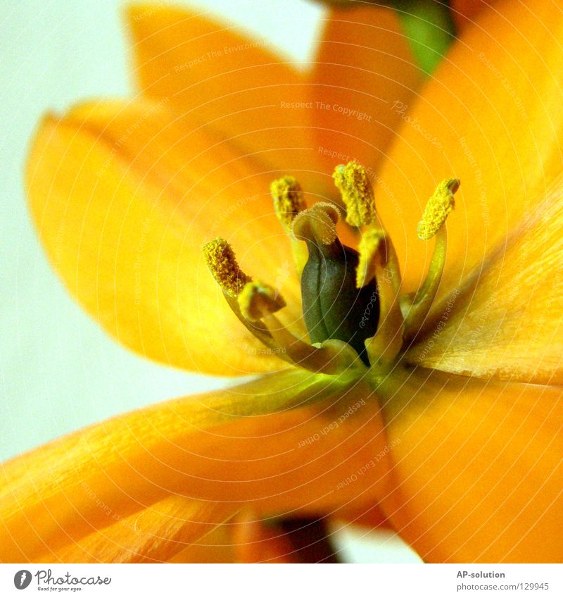 blossom Blossoming Plant Flower Growth Macro (Extreme close-up) Sprinkle Spring Summer Yellow Red Green Bouquet Bee Spring fever Beautiful Delicate Botany