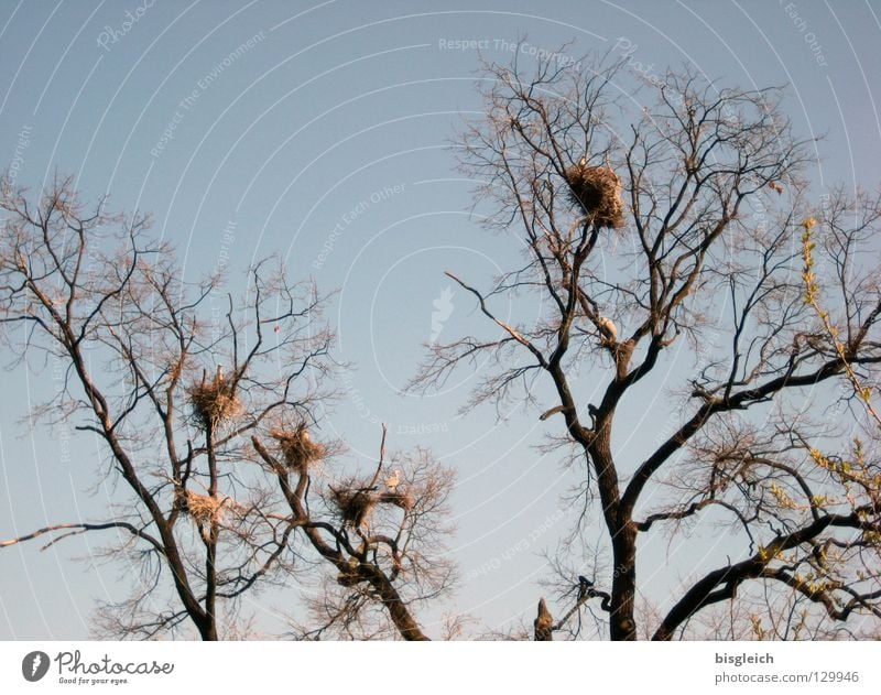 Heron-House-Settlement Colour photo Exterior shot Deserted Sky Tree Animal Bird Group of animals Calm Nest Grey heron trees birds Branch Twig Day