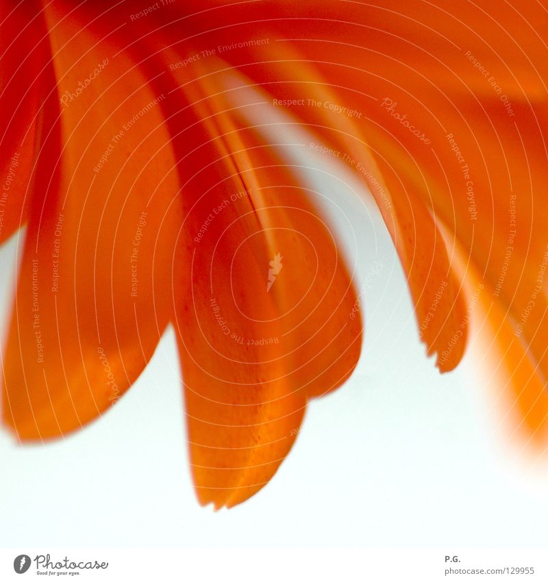 Detail of a Gerbera Flower Macro (Extreme close-up) Plant Blossom macro photography Orange