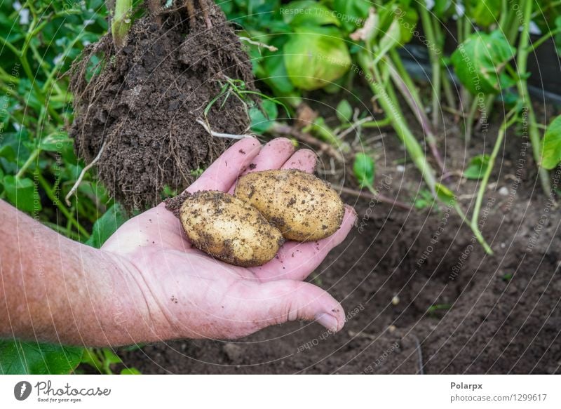 Fresh potatoes in a garden Vegetable Summer Garden Work and employment Gardening Man Adults Hand Environment Nature Plant Earth Dirty Brown Green chips Potatoes