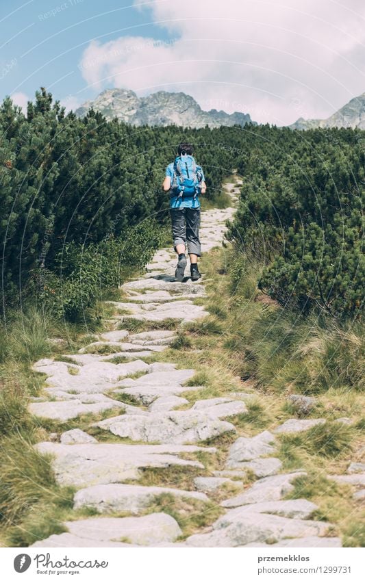 Boy hiking among the dwarf pine Vacation & Travel Trip Adventure Summer Summer vacation Hiking Boy (child) Young man Youth (Young adults) 1 Human being