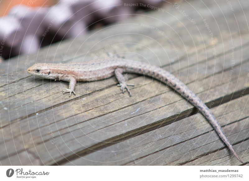 lizard rest Nature Landscape Animal Summer Beautiful weather Tree Animal face Claw 1 Observe Crouch Small Long Natural Curiosity Point Brown Gold Watchfulness