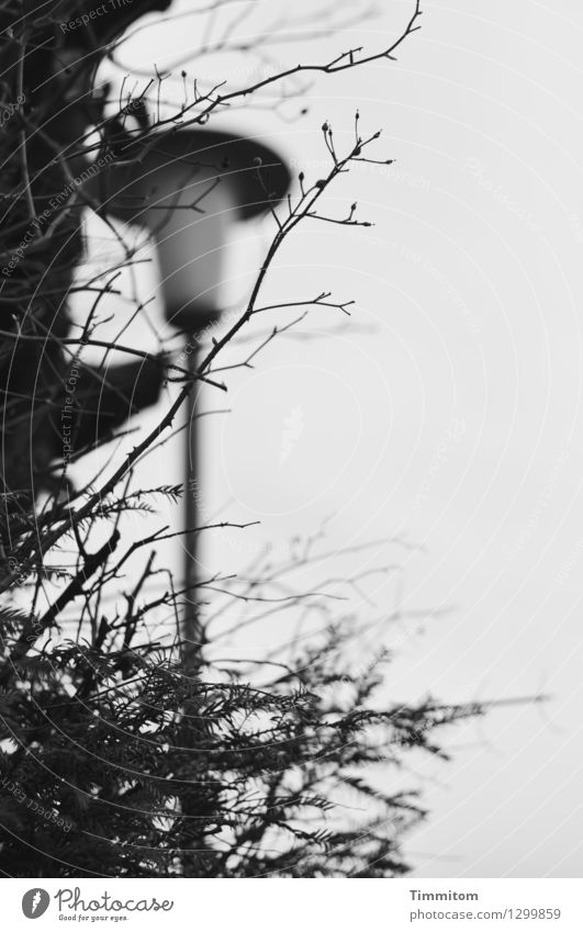 city splinter Environment Tree Street lighting Dark Gray Black Branch Bleak Black & white photo Exterior shot Deserted Day Shallow depth of field