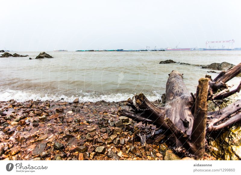 Yangtze Nature Landscape Water Cloudless sky Summer Beautiful weather River bank Brown Contentment Longing Environmental pollution yangtze jangtze Jiangyin