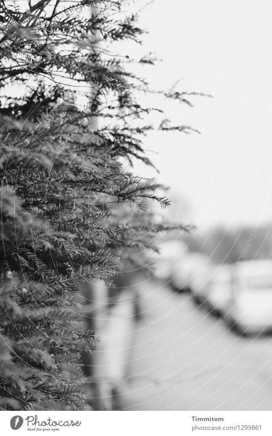 City splinter. Tree Street Car Looking Esthetic Dark Gray Black Emotions Sidewalk Calm Deserted Black & white photo Exterior shot Day Shallow depth of field