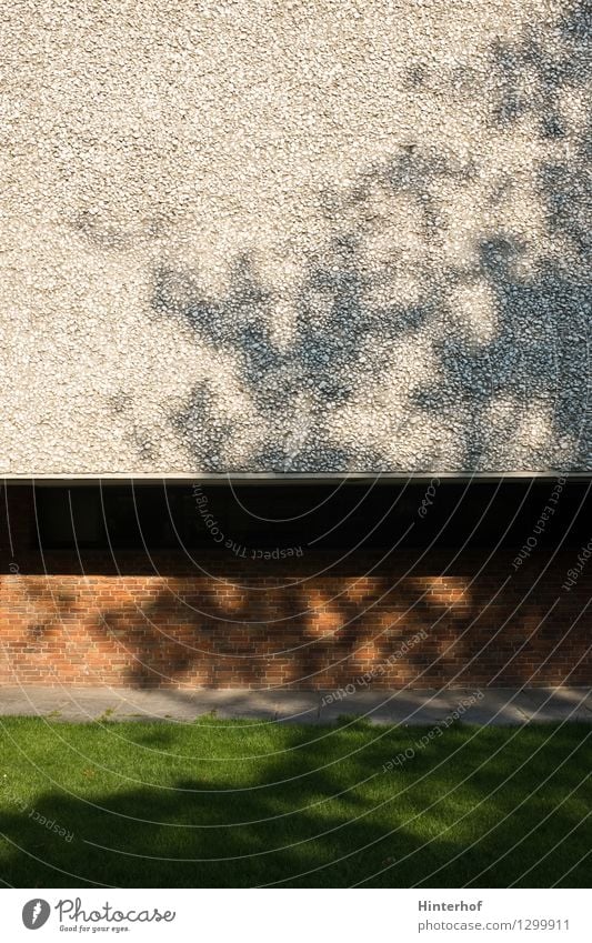 Tree shadow on facade Town Deserted Building Architecture Wall (barrier) Wall (building) Facade Stone Concrete Esthetic Bright Modern Brown Gray Green Idyll