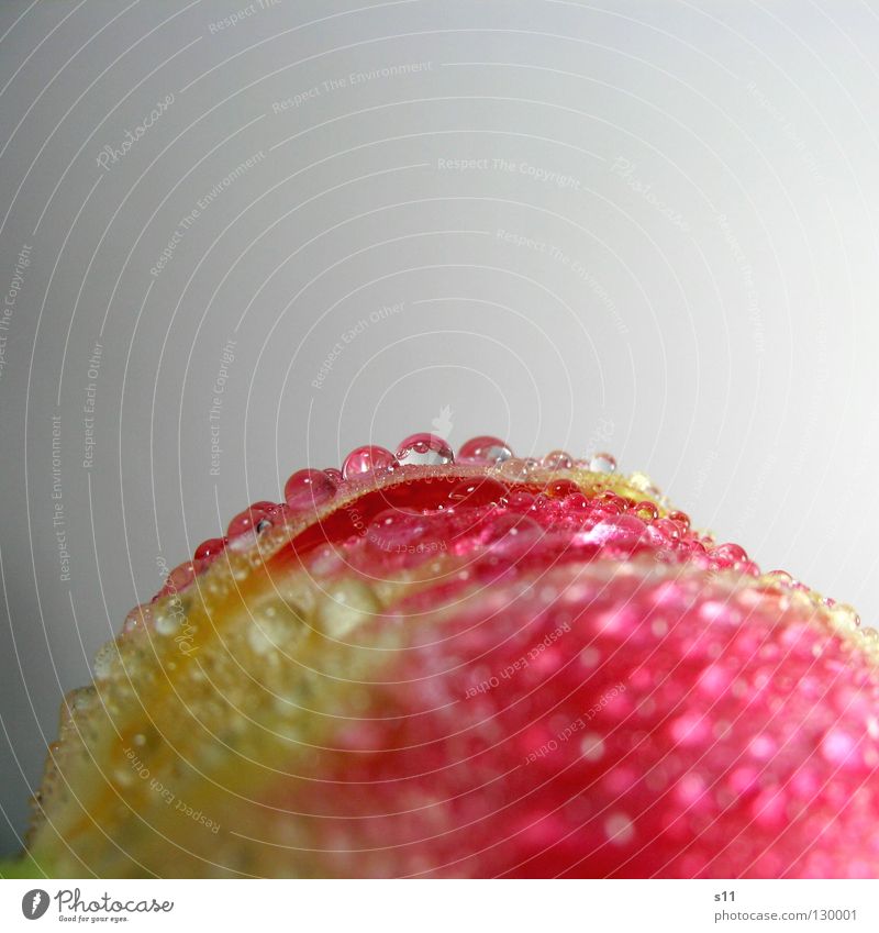 Tulip curves Flower Blossom Spring Fresh Beautiful Gaudy Pink Yellow White Wet Round Macro (Extreme close-up) Close-up tulipa Nature Rain drippy Drops of water