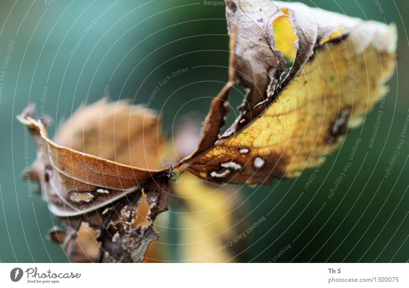 leaf Nature Plant Summer Autumn Leaf Blossoming Faded Esthetic Authentic Simple Elegant Natural Brown Green Serene Patient Calm Uniqueness Beautiful Harmonious