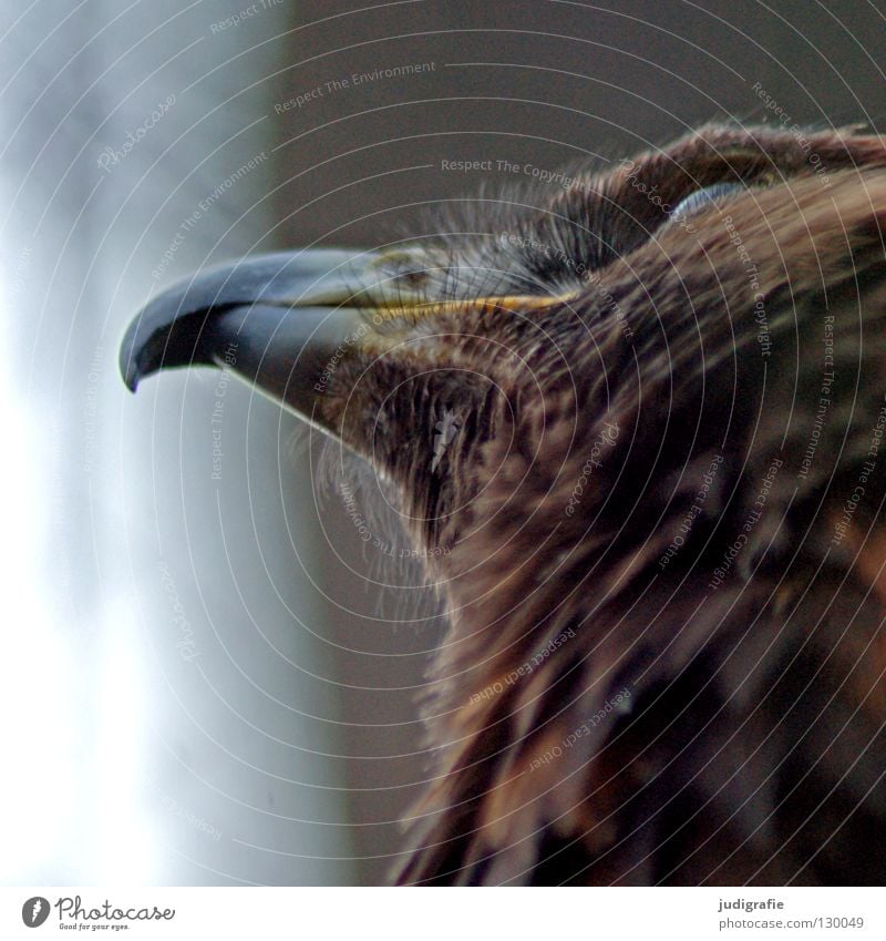 eagle Eagle Bird Bird of prey Beak Longing Worm's-eye view Feather Ornithology Animal Beautiful Environment Colour steppe eagle Looking Above Pride Life Nature