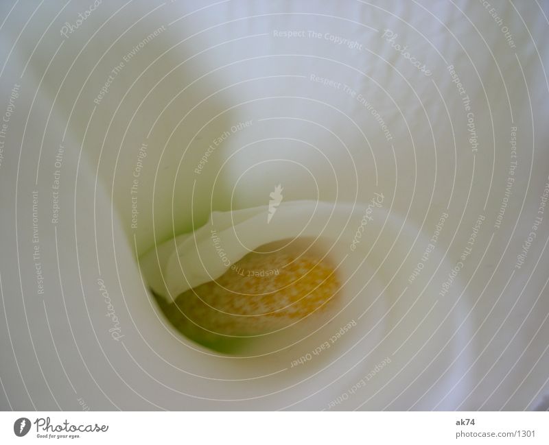 Calla 1 White Blossom Macro (Extreme close-up)