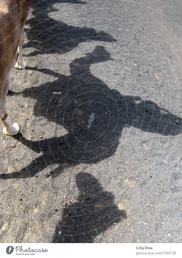 In the shadow of the camels Camel Dromedary Bactrian camel Bedouin Morocco Lanzarote Gray Animal Caravan Africa Shadow Tuareg Desert Sahara Equestrian sports