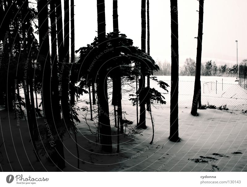 Can you hear snow? White Cold Tree Winter Seasons Weather Fence Calm Observe Forest Edge of the forest Sporting grounds Horizon Tree trunk Coniferous forest