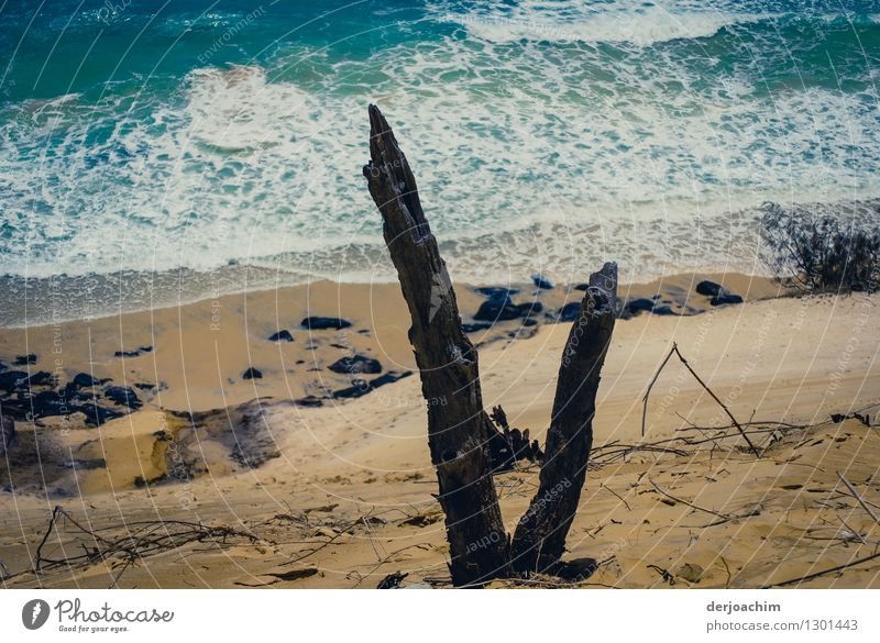 puny /tree remains on a dune. Down the high sandy beach there are some smaller stones in front of the foaming light surf. Relaxation Trip Waves Environment