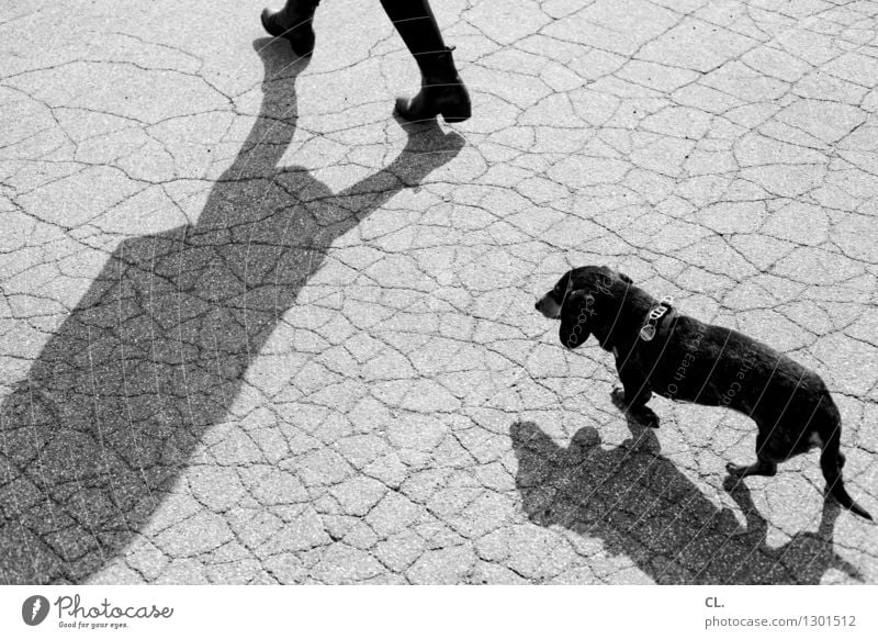 everyday life Leisure and hobbies Human being 1 Animal Pet Dog Dachshund Ground Going Exterior shot Day Light Shadow