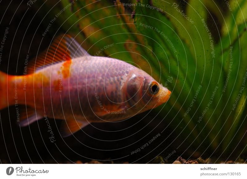 Captn Igloo Goldfish Aquarium Dandruff Dappled Plant Aquatic plant Tails Loneliness Fish fish sticks Orange Water wings Patch Fishkeeping Glittering Freshwater