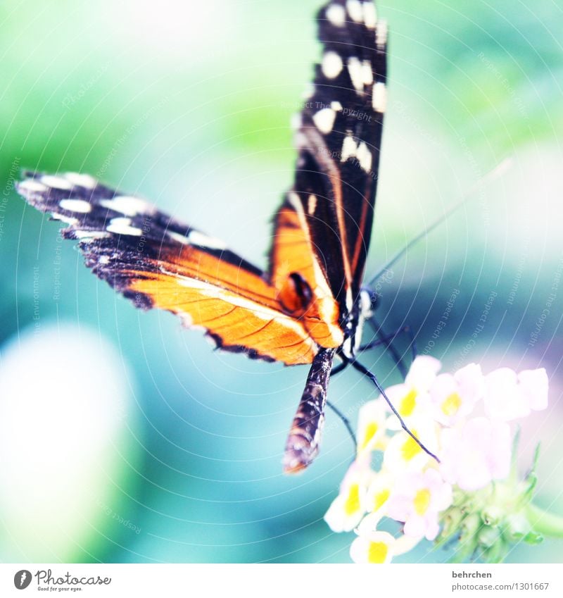 spot landing Nature Plant Animal Spring Summer Beautiful weather Flower Leaf Blossom Garden Park Meadow Wild animal Butterfly Wing Hind quarters 1 Observe