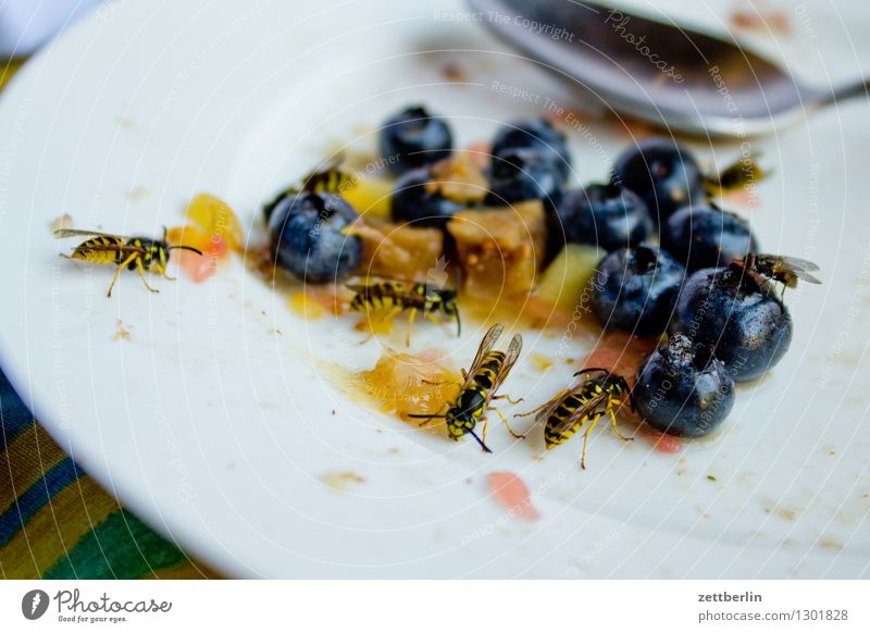 Even more wasps Wasps common wasp Hymenoptera Insect Pierce Plagues Cake Fruit Lettuce Salad Fruit salad Sweet Lure bothersome Disturbance Disturbed Annoy