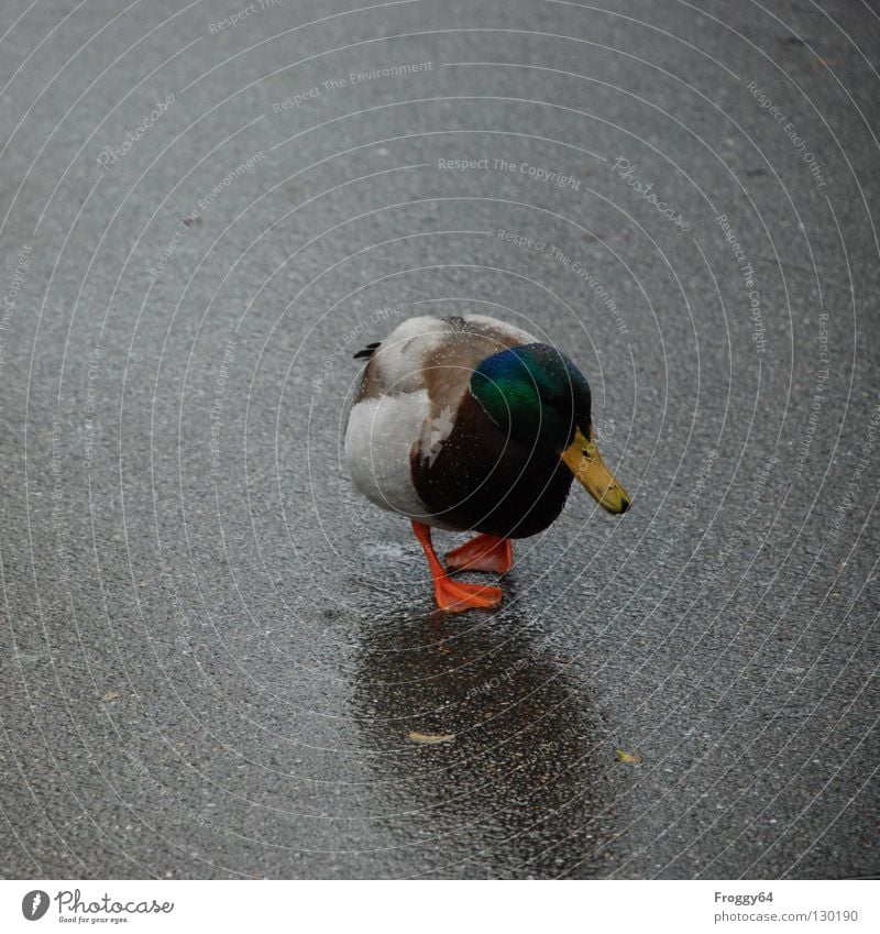 X-X Duck Drake Aquatic animal Bird Knock-kneed Beak Feather Webbing Mallard Isolated Image Waddle Going