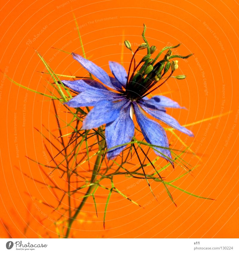 orange blue Flower Blossom Cornflower Delicate Fine Plant Blossom leave Round Playing Summer Converse Gaudy Kitsch Green Bond Headdress Macro (Extreme close-up)