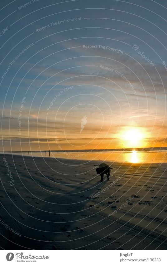 not alone Beach Coast Lake Ocean Body of water Sea water Tide Low tide Clouds Brown Black Waves Surf Reflection Dusk Shadow Dog Labrador Calm Serene Loneliness