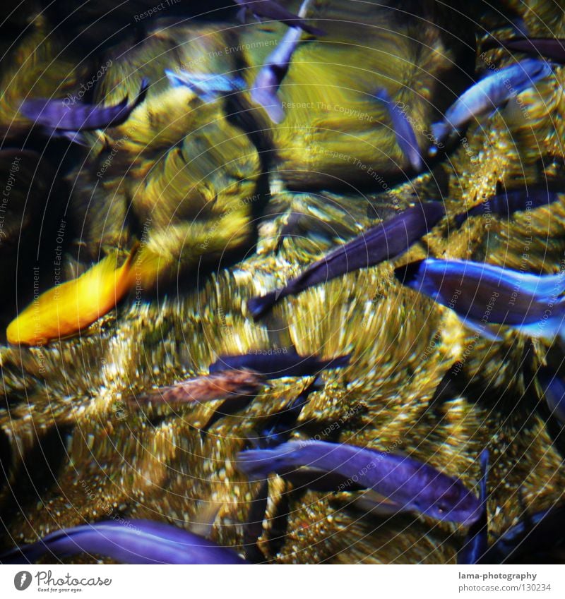 Golden Outsider Aquarium Goldfish Ornamental fish Cichlids Malawi Sapphire Reflection Surface of water Waves Ocean Lake Pure Transparent Fishing (Angle)