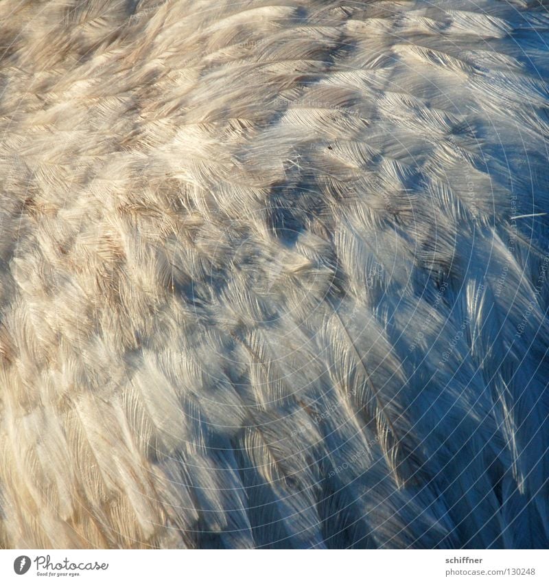 spring mountain Nandu Bird Flightless bird Animal Feather Plumed Fine Gray Background picture Boa Downy feather Soft Delicate Muddled puff up puffed up