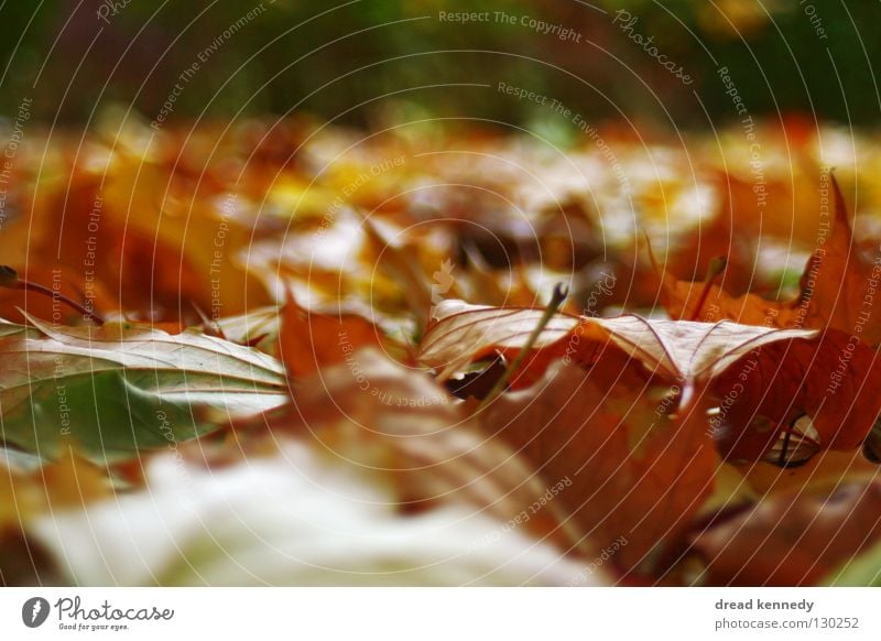 leaf hood Colour photo Subdued colour Multicoloured Exterior shot Close-up Detail Pattern Structures and shapes Deserted Copy Space left Copy Space right