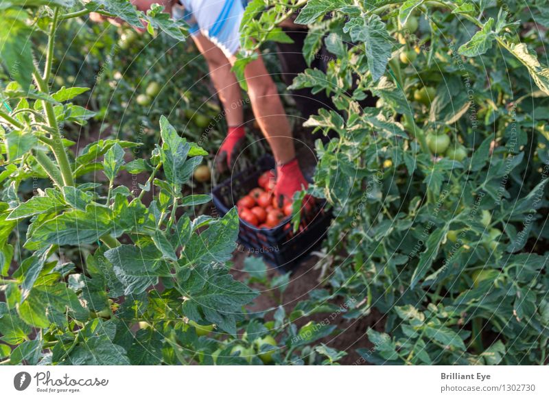 A look behind the green scenes Vegetable Tomato Summer Field Working in the fields Agriculture Forestry Industry Human being Masculine 1 Nature