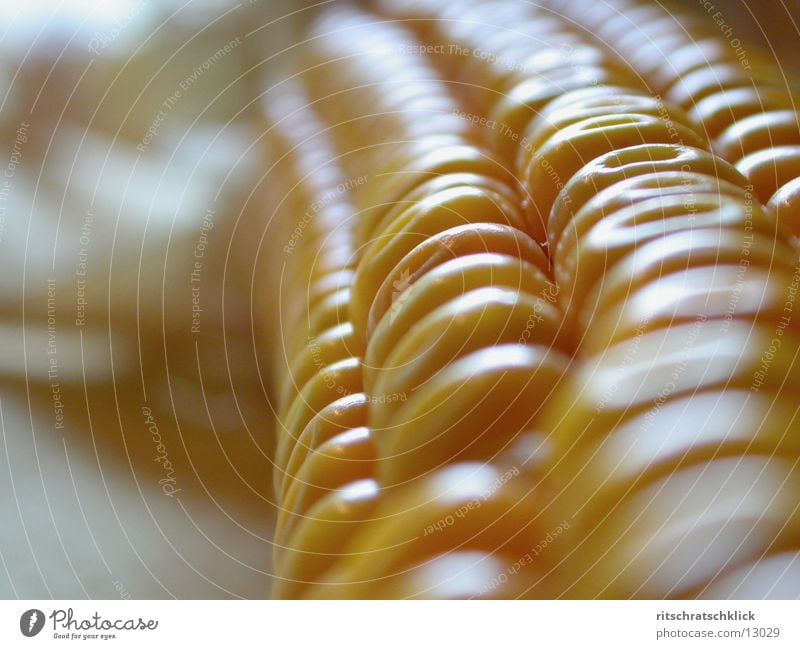 Corn on the cob. Macro. Corn cob Maize