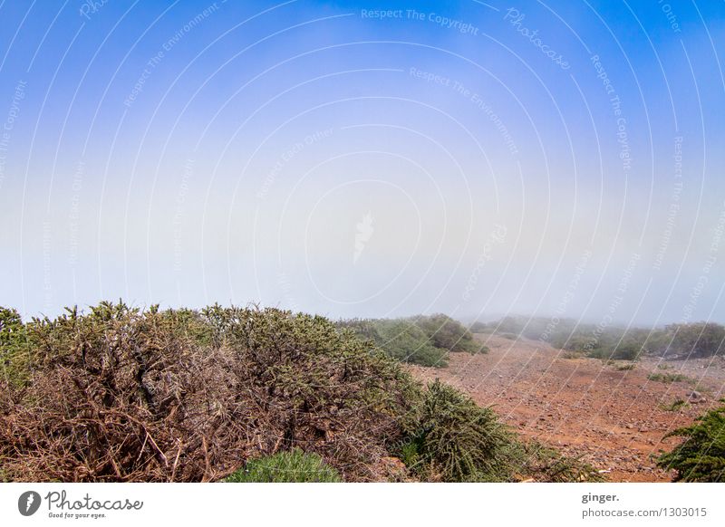 Tenderly cloudy Environment Nature Landscape Plant Earth Sky Clouds Sunlight Spring Climate Weather Beautiful weather Warmth Bushes Wild plant Mountain