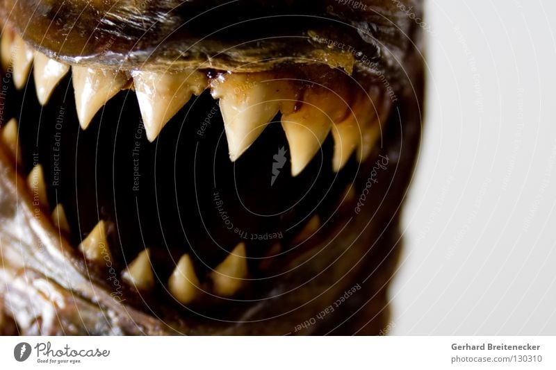 Skid mark on the road Predatory fish Piranha Teeth Dangerous Bite Trenchant To feed Fear Fish Animal Set of teeth Aggression Creepy Threat Muzzle Close-up Ocean