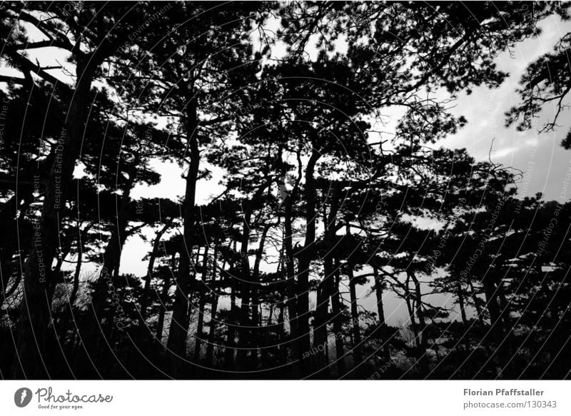 dark forest Forest Dark Austria Tree Black White Tree bark Nature Art Abstract Exterior shot Fisheye Orientation Black & white photo Europe mödling woods trees