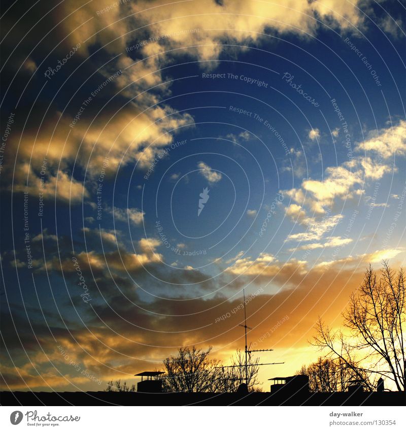 Over the Rooftop Clouds Back-light Tree Bushes Light Sunset Evening sun Antenna House (Residential Structure) Sky Autumn Chimney Silhouette Shadow Nature