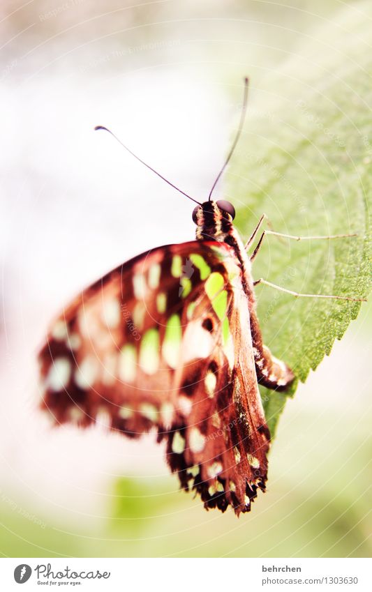 hang out Nature Plant Animal Tree Bushes Leaf Garden Park Meadow Wild animal Butterfly Wing Feeler Eyes Legs 1 Observe Relaxation Flying To feed Exceptional