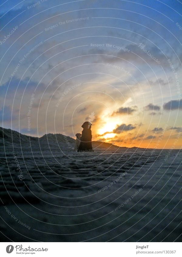 not alone II Beach Coast Lake Ocean Body of water Sea water Tide Low tide Clouds Brown Black Waves Surf Reflection Dusk Shadow Dog Labrador Calm Serene